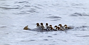 Care Prints: female Goosander transporting chicks on back, Vaala, Finland, July