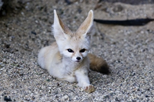 Desert Prints: Fennec Desert Fox Fennecus zerda captive