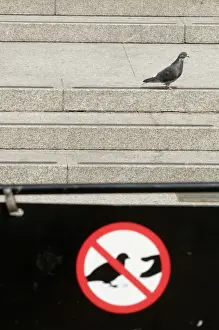 Wildlife Prints: Feral Pigeon and Do Not Feed Pigeons sign in Trafalgar Square London