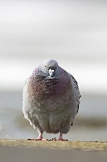 Feral Pigeon, UK