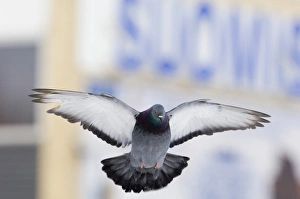 Feral Pigeon, UK