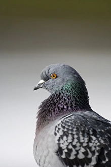 Feral Pigeon, UK