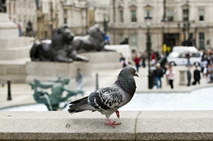 Feral Pigeon, UK