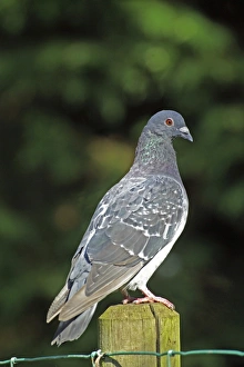 Pigeon Prints: Feral Pigeon, UK