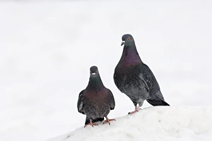Feral Pigeon, UK