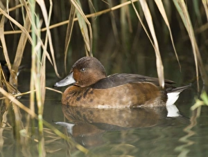 Ferruginous Duck (captive)