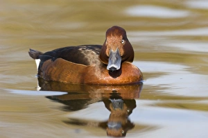 Ferruginous Duck male spring captive
