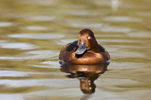 Wildfowl Prints: Ferruginous Duck male spring captive