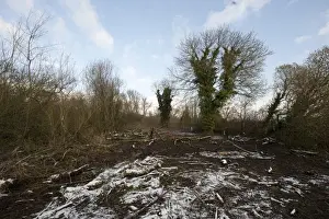 Ferry Wood Prints: Ferry Wood scrub clearance on riverbank during 09 / 10 winter