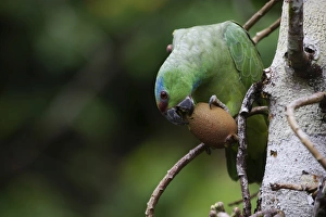 Festive Parrot Amazona festiva Iquitos Amazon Peru