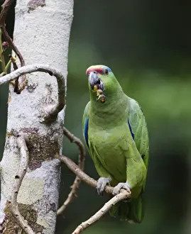 Festive Parrot Amazona festiva Iquitos Amazon Peru