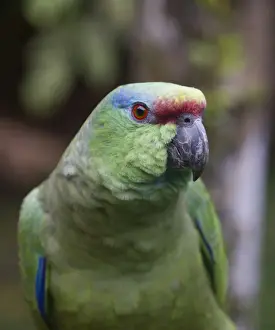 Festive Parrot Amazona festiva Iquitos Amazon Peru