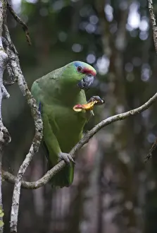 Festive Parrot Amazona festiva Iquitos Amazon Peru