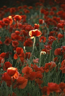 Plant Prints: Field Poppies, Kent, summer, UK