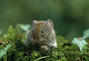 Images Dated 23rd September 2009: Field Vole, Microtus arvalis, Kent, UK
