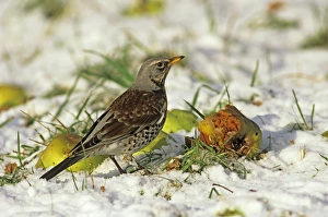 Garden Bird Prints: Fieldfare feeding on fallen apples in orchard in winter UK