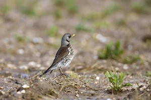 Fieldfare Turdus pilaris feeding on farmland Norfolk winter