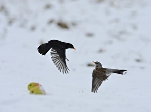 Fieldfare Turdus pilaris fighting with male Blackbird Turdus merula over apples Fieldfare Turdus pilaris fighting with male Blackbird Turdus merula over apples
