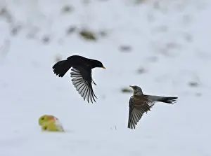 Food Prints: Fieldfare Turdus pilaris fighting with male Blackbird Turdus merula over apples