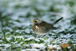Fieldfare Turdus pilaris in snow in orchard Kent winter