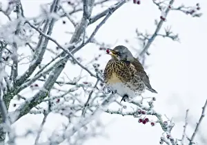 Fieldfare Turdus pilarus feeding on hawthorn berries in sub zero temperatures Norfolk