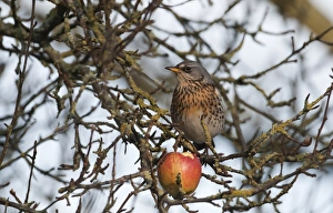Fieldfare Prints: Fielfare feeding on apple Martin Mere December
