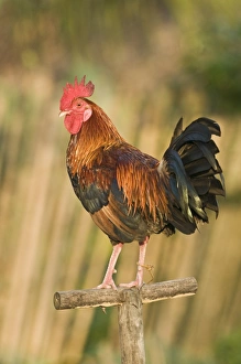 Fighting cock in front of house in Narra Palawan Philippines Fighting cock in front of house in Narra Palawan Philippines
