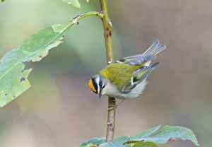 Firecrest Prints: Firecrest Norfolk April