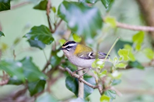 Firecrest Regulus ignicapillus Norfolk April