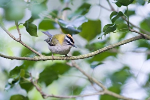 Firecrest Prints: Firecrest Regulus ignicapillus Norfolk April