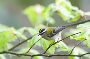 Firecrest Regulus ignicapillus Norfolk April