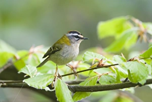 Firecrest Regulus ignicapillus Norfolk April