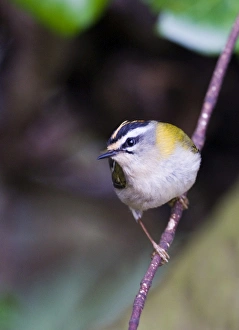 Firecrest Regulus ignicapillus Norfolk April