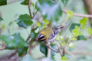 Firecrest Regulus ignicapillus Norfolk April