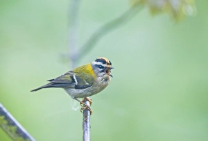 Firecrest Regulus ignicapillus in song Norfolk April