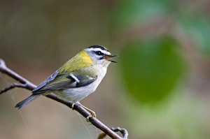 Firecrest Regulus ignicapillus in song Norfolk April