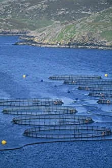 Trout Prints: Fish farm in sea loch, Shetland, Scotland