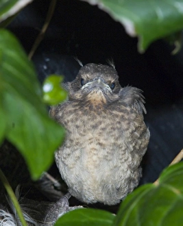 Fledgling Blackbird Turdus merula standing on edge of nest in garden UK spring Fledgling Blackbird Turdus merula standing on edge of nest in garden UK spring