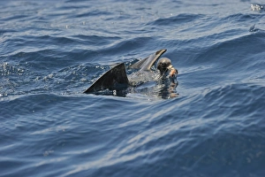 Flesh-footed Shearwater Puffinus carneipes feeding out in Hauraki Gulf off New Zealand Flesh-footed Shearwater Puffinus carneipes feeding out in Hauraki Gulf off New Zealand
