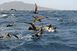 Flesh-footed Shearwater Puffinus carneipes feeding out in Hauraki Gulf off New Zealand