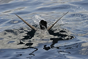 Flesh-footed Shearwater Puffinus carneipes feeding out in Hauraki Gulf off New Zealand