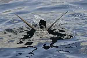 Flesh-footed Shearwater Puffinus carneipes feeding out in Hauraki Gulf off New Zealand