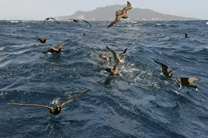 : Flesh-footed Shearwater Puffinus carneipes feeding out in Hauraki Gulf off New Zealand