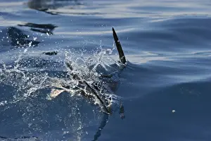 : Flesh-footed Shearwater Puffinus carneipes feeding out in Hauraki Gulf off New Zealand