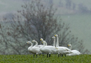 Part of flock of 130 Whooper Swans (Cygnus cygnus) grounded in bad weather in Cheviot's Part of flock of 130 Whooper Swans (Cygnus cygnus) grounded in bad weather in Cheviot's