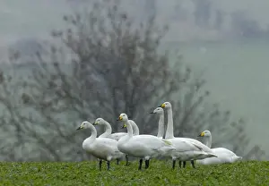 Swan Prints: Part of flock of 130 Whooper Swans (Cygnus cygnus) grounded in bad weather in Cheviot s