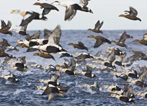 Images Dated 2006: Flock of King Eiders Somateria spectabilis & a few Common Eiders taking off Varanger
