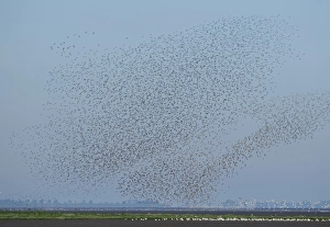 A flock of Knot Calidris canutu reacting to hunting Peregrine over mud of the Wash A flock of Knot Calidris canutu reacting to hunting Peregrine over mud of the Wash