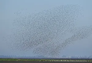 A flock of Knot Calidris canutu reacting to hunting Peregrine over mud of the Wash