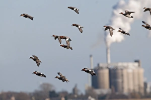 Flock of Wigeon Anas penelope Buckenham Marshes RSPB Reserve with Cantley Beet Factory Flock of Wigeon Anas penelope Buckenham Marshes RSPB Reserve with Cantley Beet Factory